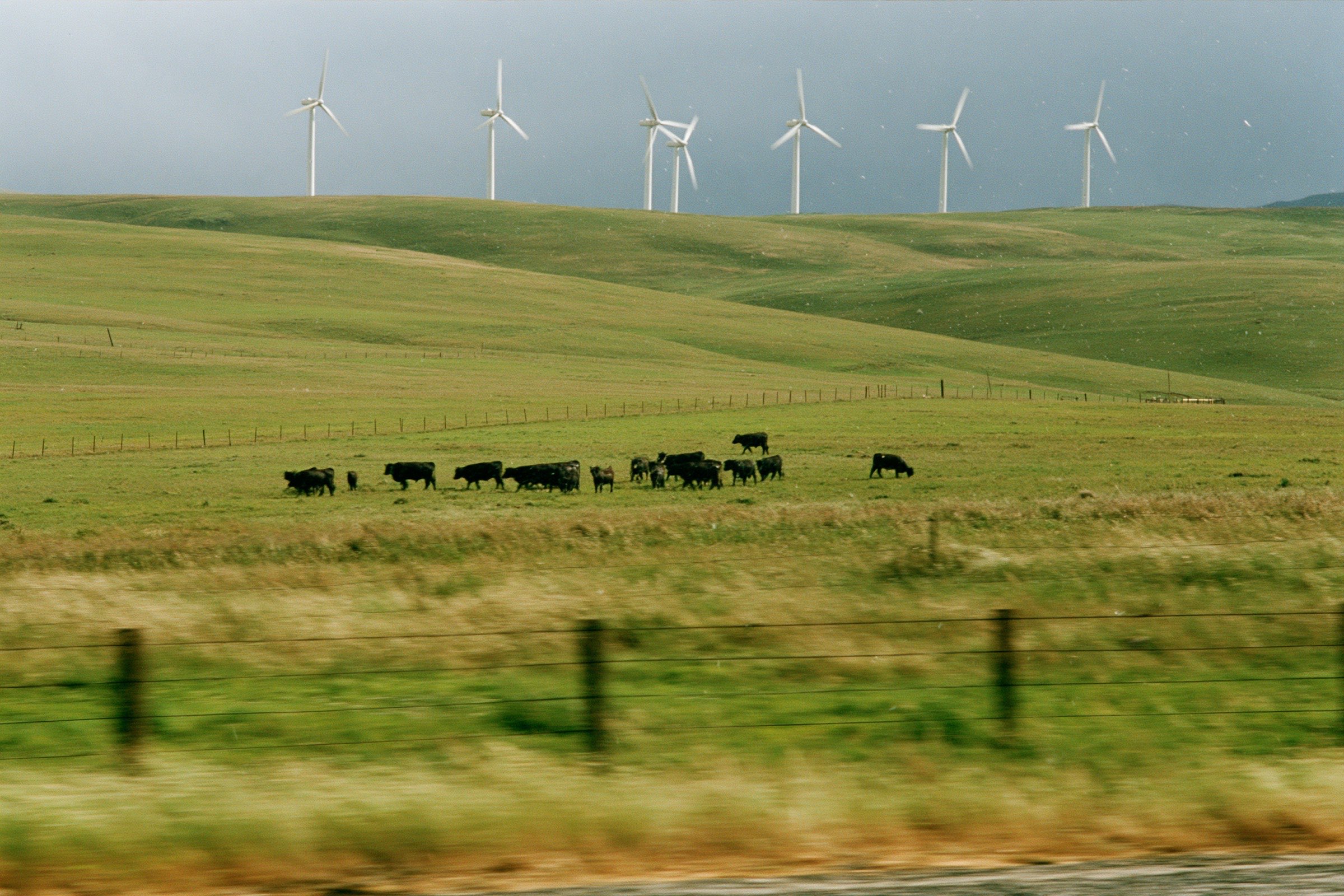 Cattle grazing beneath wind turbines